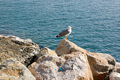 mevo en Portovenere - Möwe in Portovenere