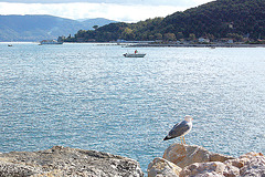 mevo en Portovenere - Möwe in Portovenere