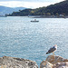 mevo en Portovenere - Möwe in Portovenere