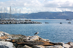 mevo en Portovenere - Möwe in Portovenere