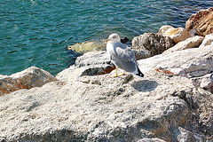 mevo en Portovenere - Möwe in Portovenere