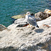 mevo en Portovenere - Möwe in Portovenere