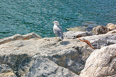 mevo en Portovenere - Möwe in Portovenere