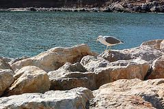 mevo en Portovenere - Möwe in Portovenere