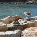 mevo en Portovenere - Möwe in Portovenere