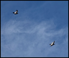 a pair of condors