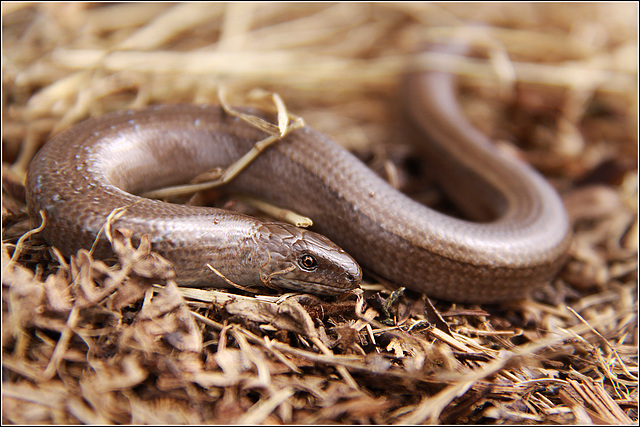 A slow worm