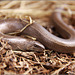 A slow worm