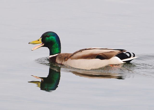 Mallard