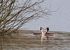 Great Crested Grebes