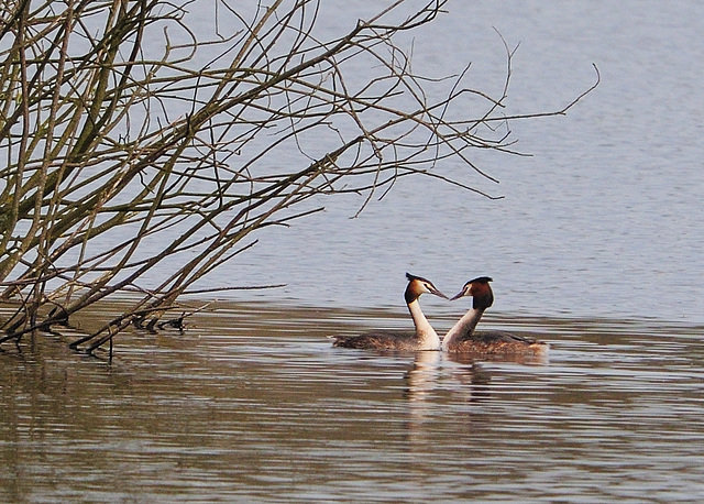 Great Crested Grebes