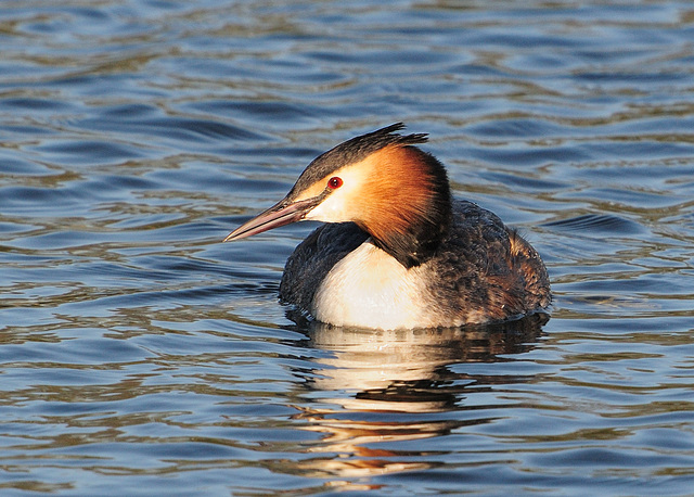 Great Crested Grebe