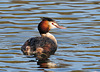 Great Crested Grebe