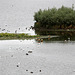 20090910 0512Aw [D~MS] Wasservögel, Limikolen, Rieselfelder, Münster