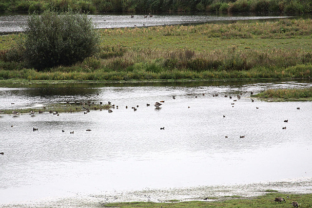 20090910 0517aw Vogelparadies Rieselfelder Münster