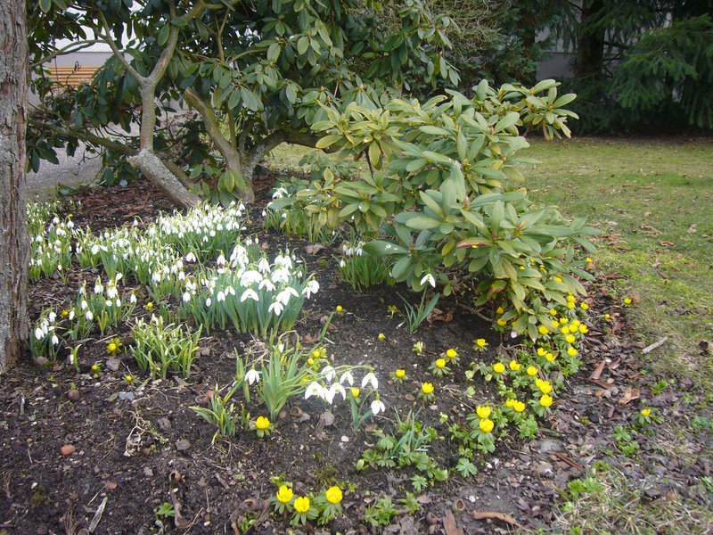 Frühlingsboten