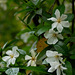 20070620-0356 Gardenia gummifera L.f.