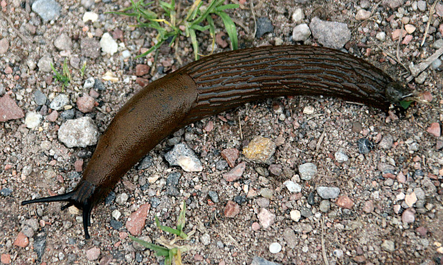 20090910 0522Aw [D~MS] Wegschnecke (Arion ater), Rieselfelder, Münster