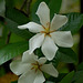 20070620-0357 Gardenia gummifera L.f.