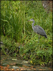 grey heron by the canal