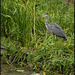 grey heron by the canal