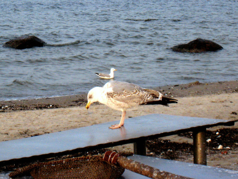 Möwen am Fischerstrand