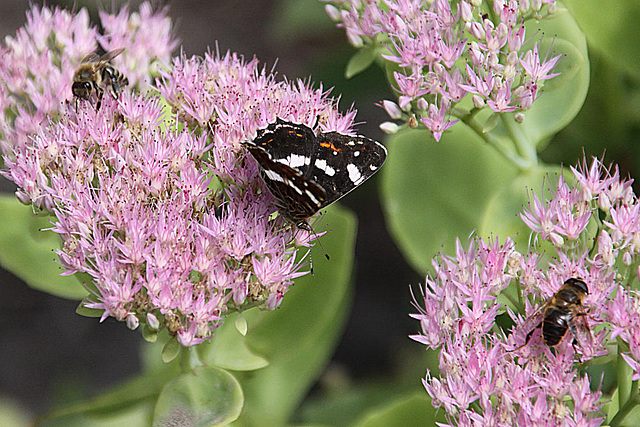 20090827 0302Aw [D~ST] Landkärtchen (Araschnia levana) [Sommergeneration], Insekt, Zoo Rheine