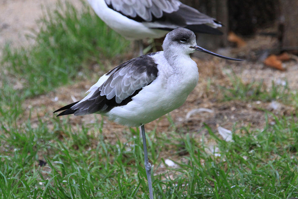 20090827 0308Aw [D~ST] "Stelzensäbler" [Vater: Stelzenläufer, Mutter Säbelschnäbler], Naturzoo Rheine