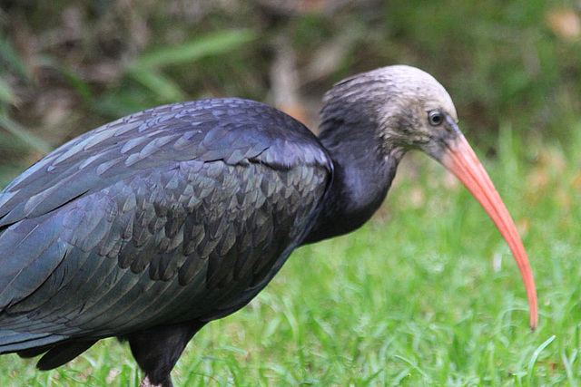 20090827 0306Aw [D~ST] Waldrapp (Geronticus eremiza) [Schopfibis], Zoo Rheine