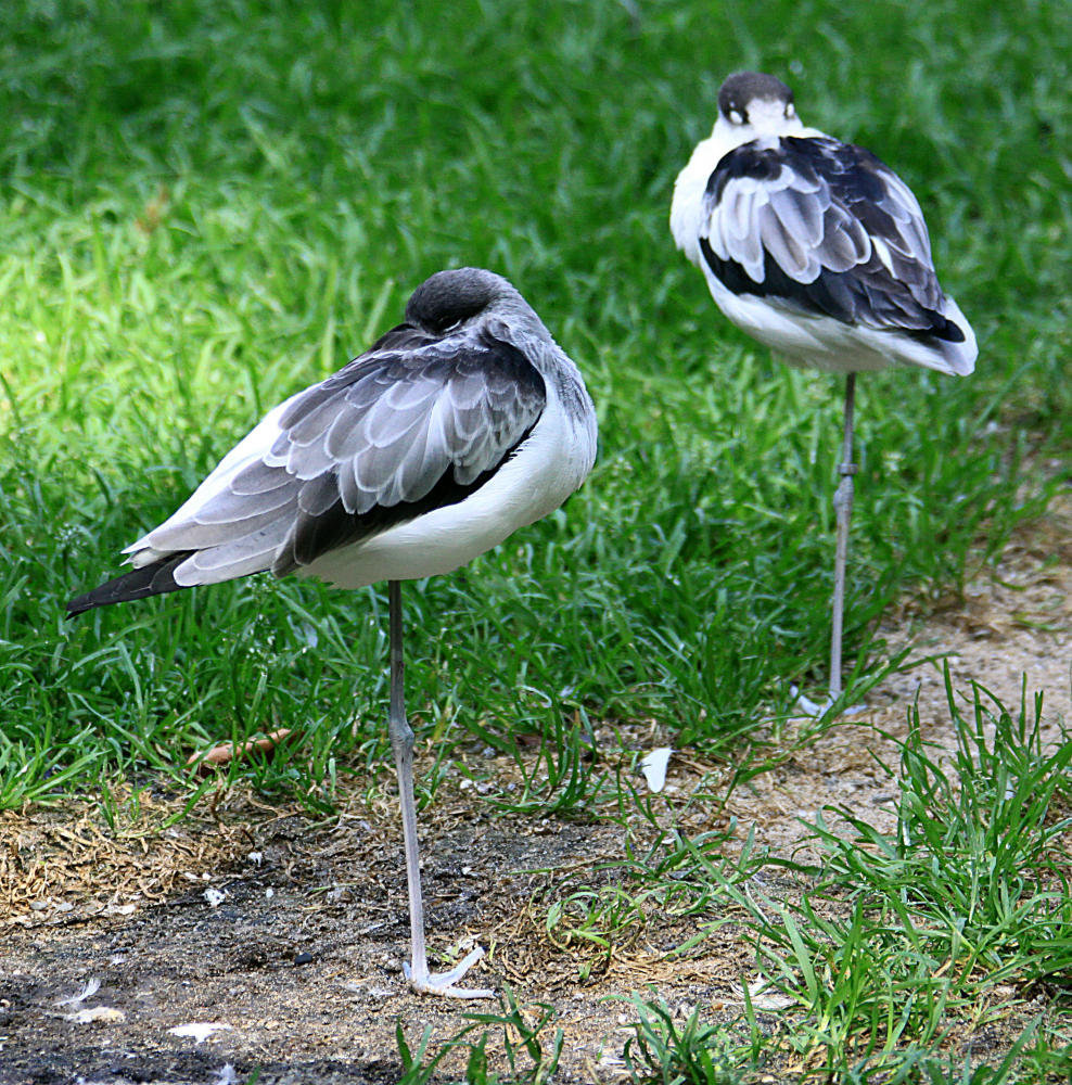 20090827 0310Aw [D~ST] "Stelzensäbler" [Vater: Stelzenläufer, Mutter Säbelschnäbler], Naturzoo Rheine