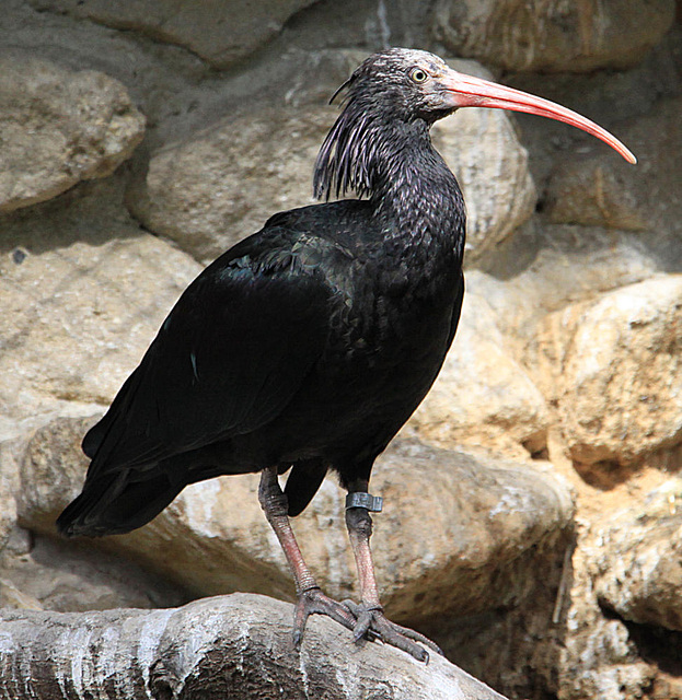 20090827 0311Aw [D~ST] Waldrapp (Geronticus eremita) [Schopfibis], Zoo Rheine