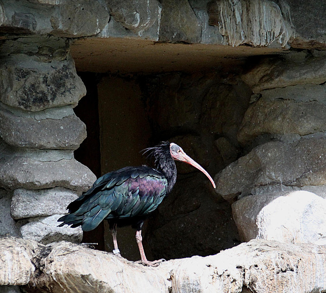 20090827 0312Aw [D~ST] Waldrapp (Geronticus eremiza) [Schopfibis], Zoo Rheine