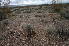 Rhyolite Cemetery (5261)