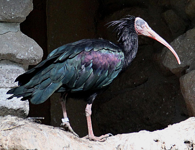 20090827 0313Aw [D~ST] Waldrapp (Geronticus eremiza) [Schopfibis], Zoo Rheine