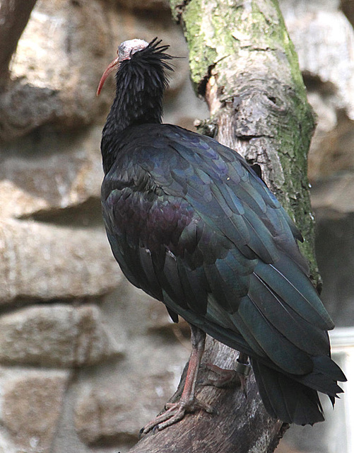 20090827 0314Aw [D~ST] Waldrapp (Geronticus eremita) [Schopfibis], Zoo Rheine