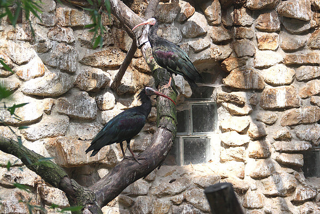 20090827 0316Aw [D~ST] Waldrapp (Geronticus eremita) [Schopfibis], Zoo Rheine