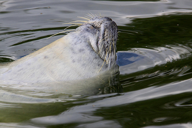 20090827 0318Aw [D~ST] Seehund (Phoca vitulina), Zoo Rheine