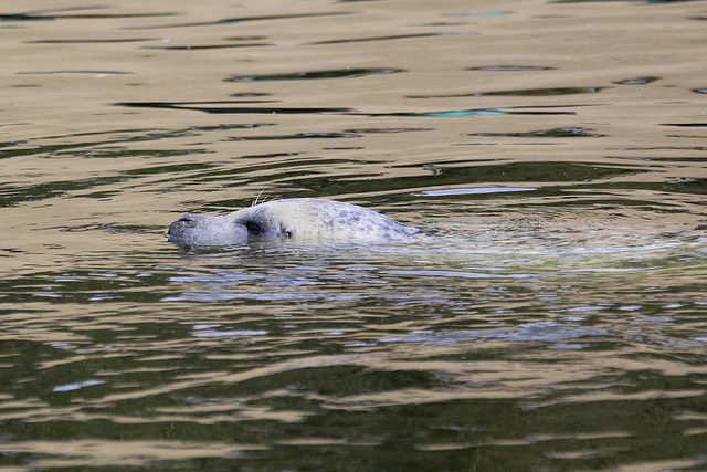 20090827 0319Aw [D~ST] Seehund (Phoca vitulina), Zoo Rheine