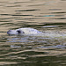 20090827 0319Aw [D~ST] Seehund (Phoca vitulina), Zoo Rheine
