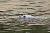 20090827 0320Aw [D~ST] Seehund (Phoca vitulina), Zoo Rheine