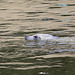 20090827 0320Aw [D~ST] Seehund (Phoca vitulina), Zoo Rheine
