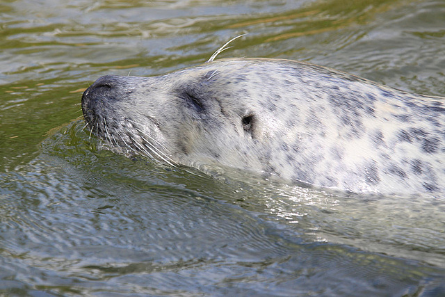 20090827 0321Aw [D~ST] Seehund (Phoca vitulina), Zoo Rheine