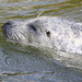 20090827 0321Aw [D~ST] Seehund (Phoca vitulina), Zoo Rheine
