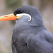 20090827 0324Aw [D~ST] Inka-Seeschwalbe (Larosterna inca), Zoo Rheine