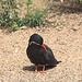 20090827 0326Aw [D~ST] Inka-Seeschwalbe (Larosterna inca), Zoo Rheine