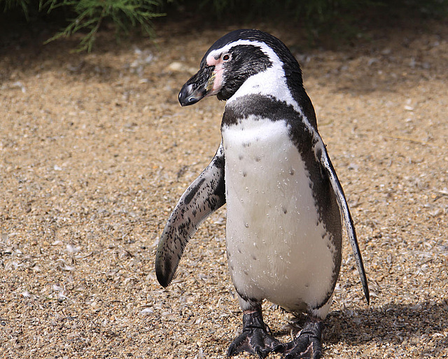 20090827 0328Aw [D~ST] Humboldtpinguin (Spheniscus humboldti), Zoo Rheine