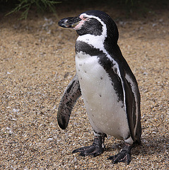 20090827 0329Aw [D~ST] Humboldtpinguin (Spheniscus humboldti), Zoo Rheine