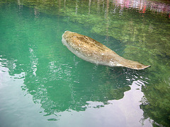 Manatee