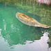 Manatee