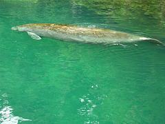 Manatee